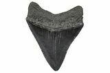 Fossil Megalodon Tooth - South Carolina #346184-1